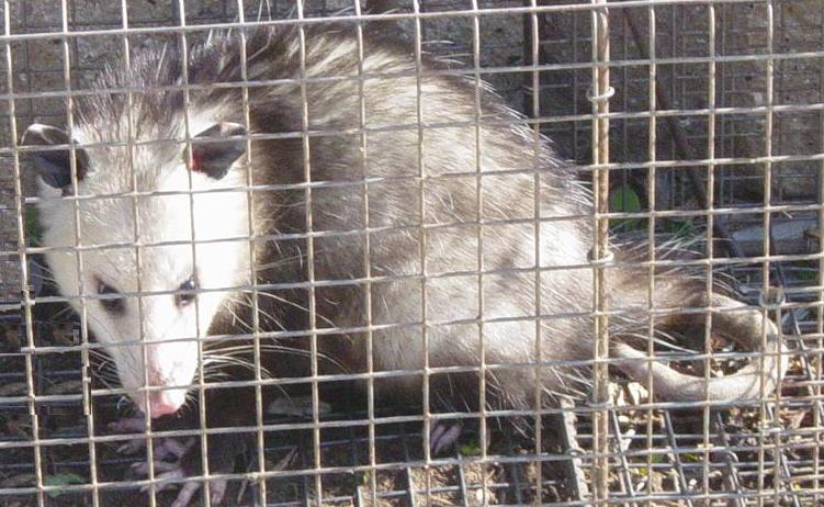 Possum caught in Cage by wall