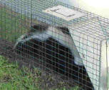 Skunk Caught in Cage by house crawl opening